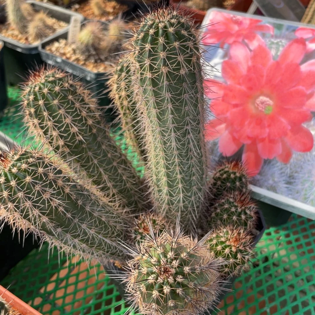鹿角柱实生仙人球辉虾