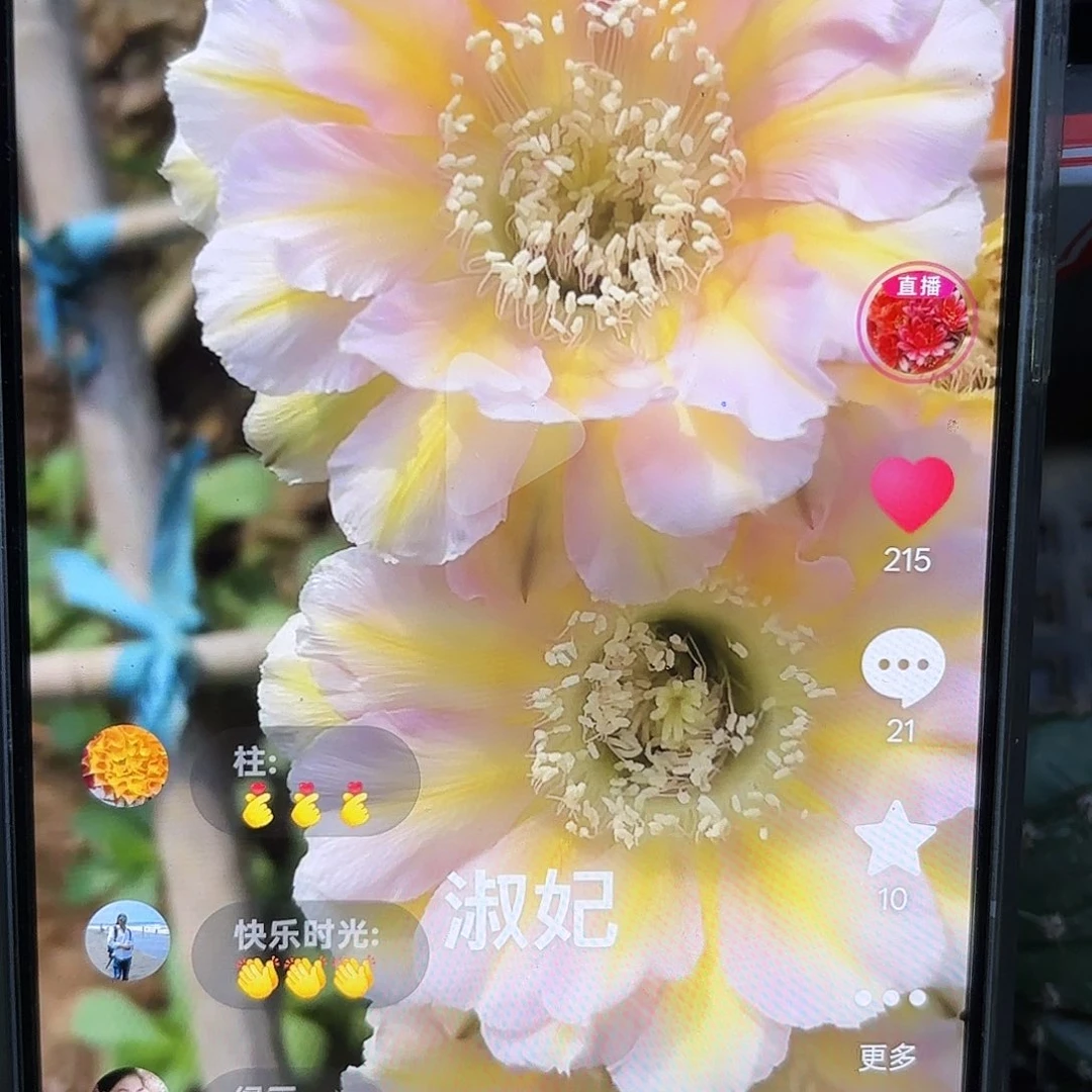 淑妃彩侧牙20包邮45