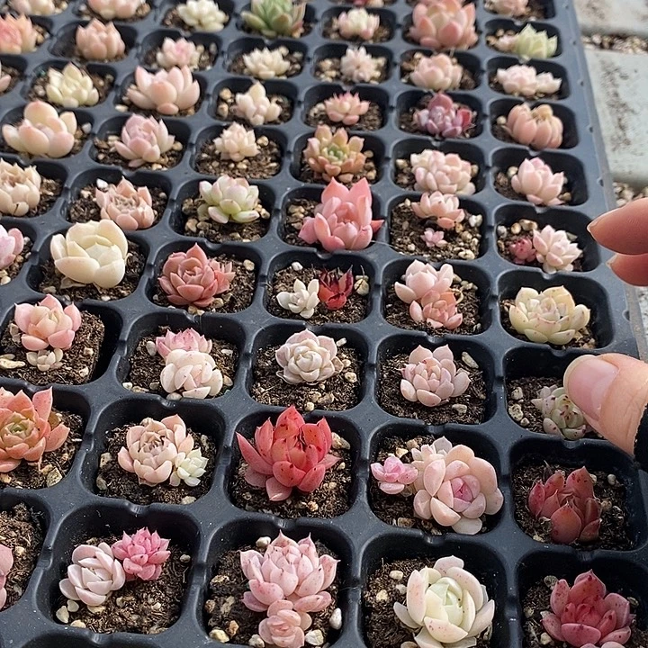 26 多肉植物盆栽花卉