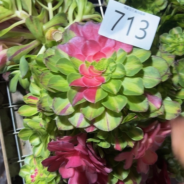 多肉植物福利713个