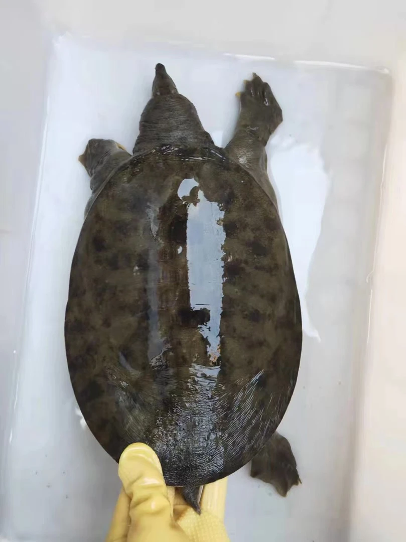 （挑鱼专拍）一物一拍外塘黑花甲鱼黄花甲鱼生态散养鱼虾喂养无激素