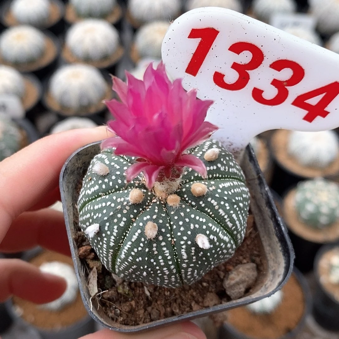 1334红花兜系列产品