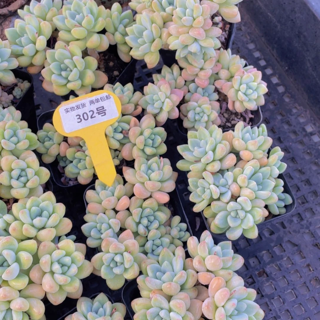 302号 老桩奶酪蛋糕多头群一个