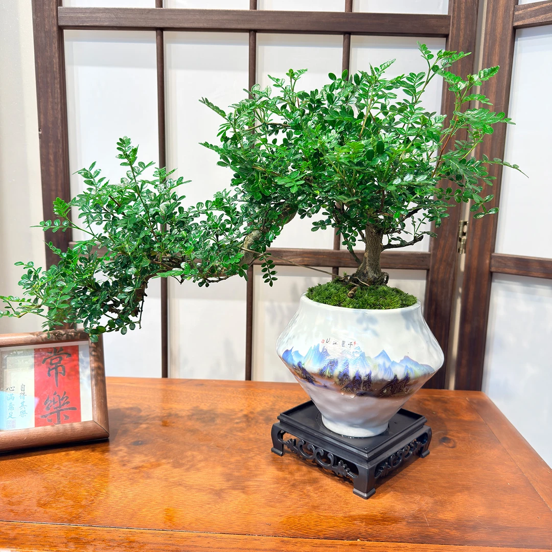 悬崖老桩飘枝清香胡椒木室内茶桌客厅玄关办公大气中式盆景好养