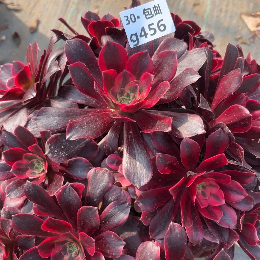 456 多肉法师凤冠