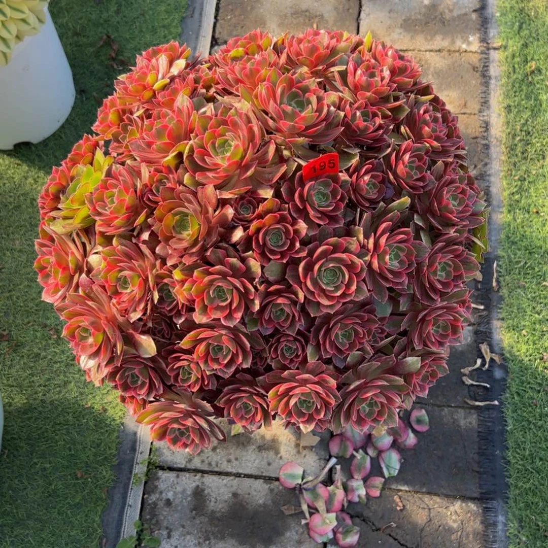 ?****195多肉植物发货浣纱朵朵