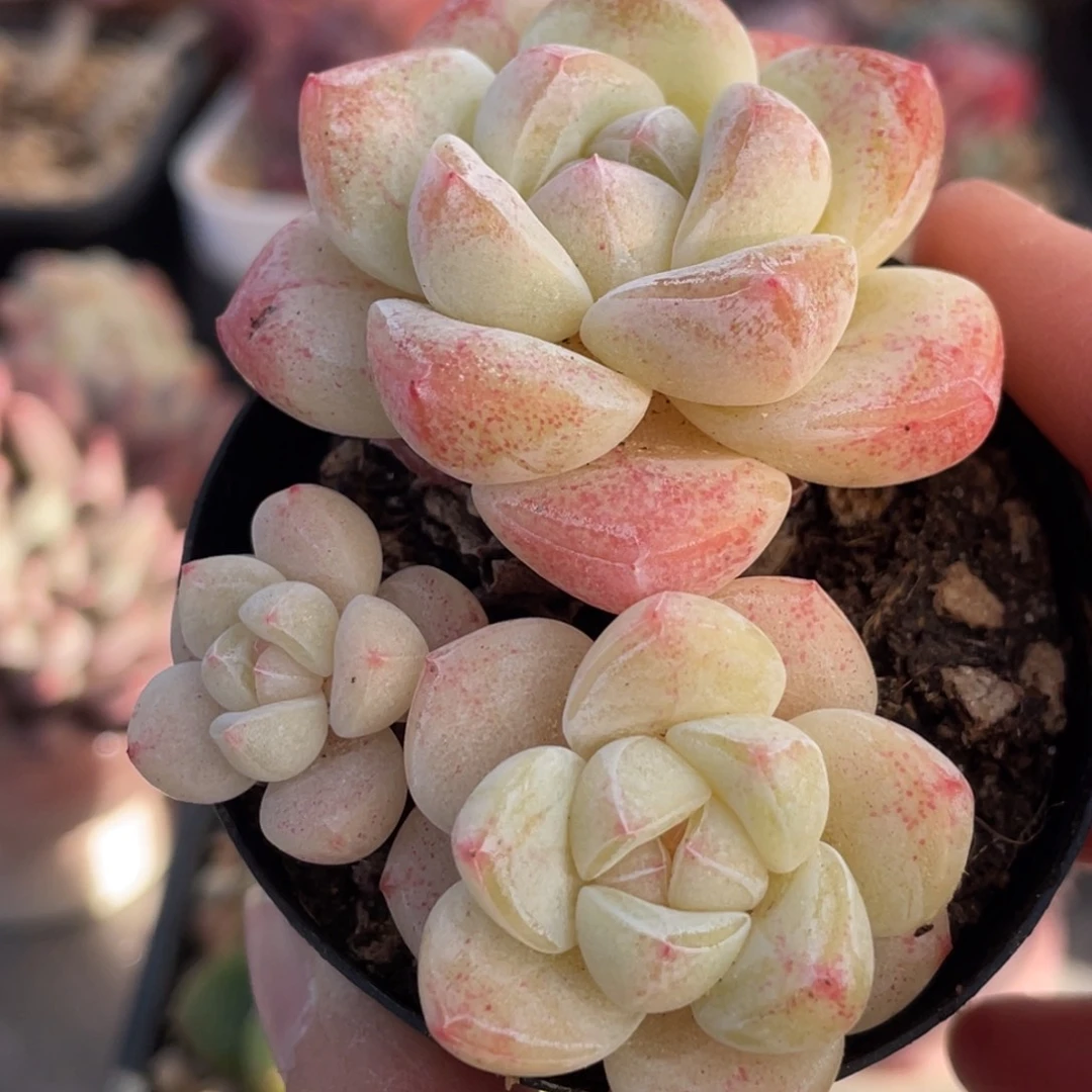 糖心冰玉三头群生可选