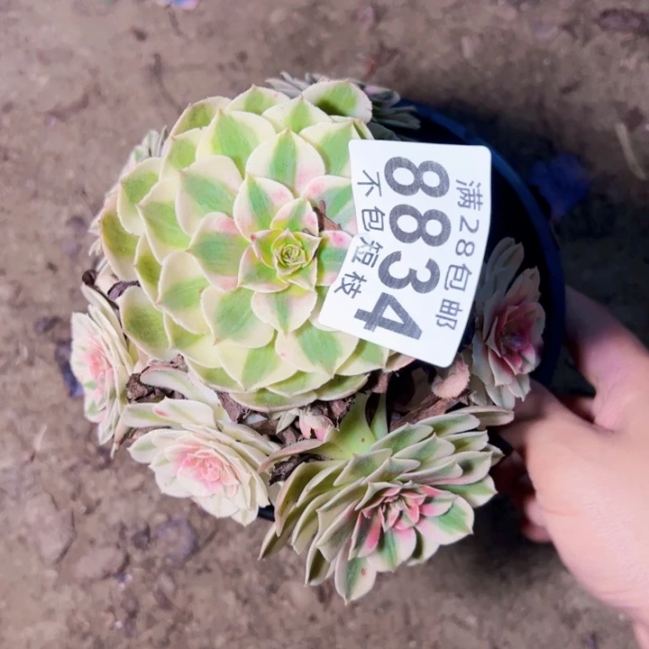 倾城多肉植物法师8834