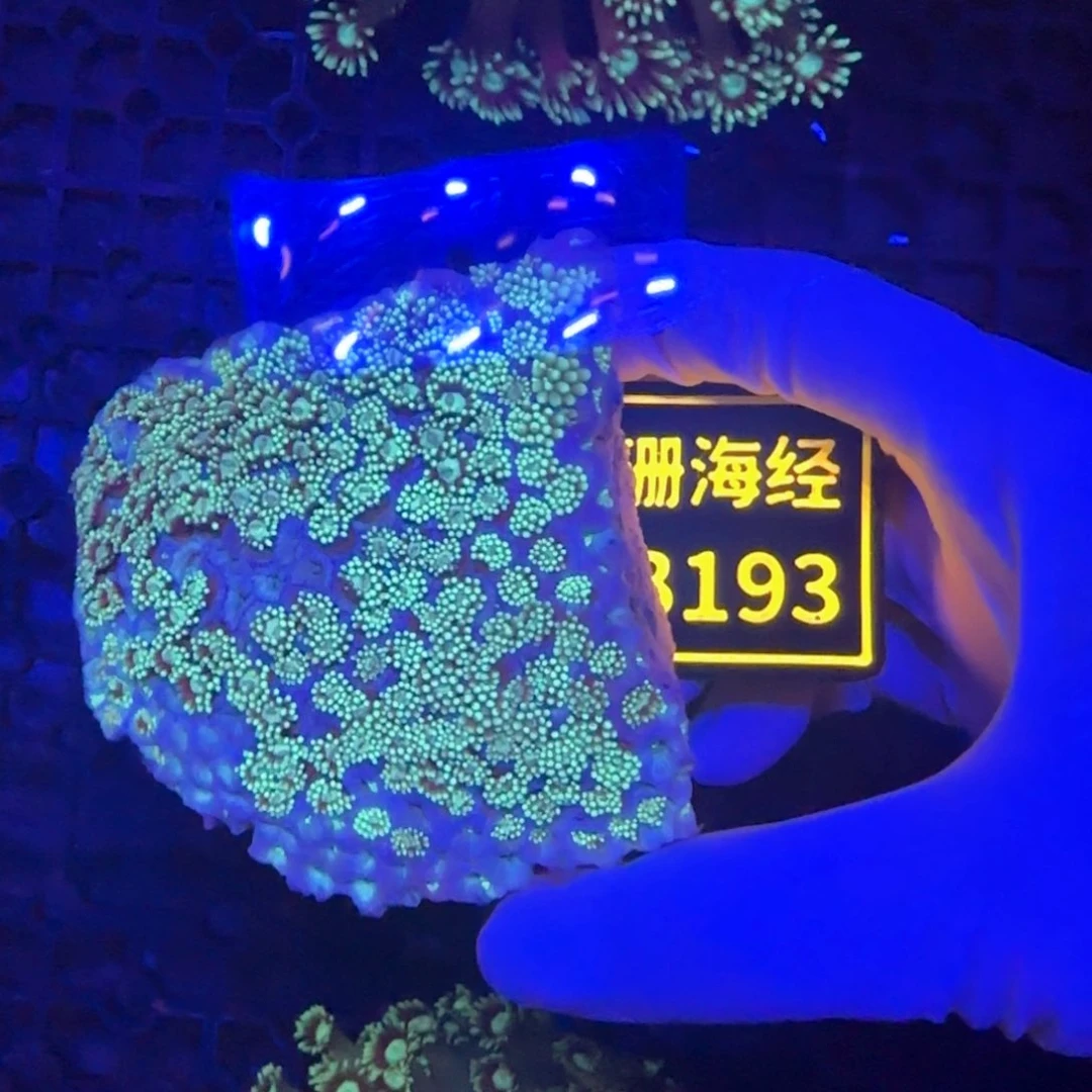 1***升纽扣珊瑚又又不包邮圆帽原石B193