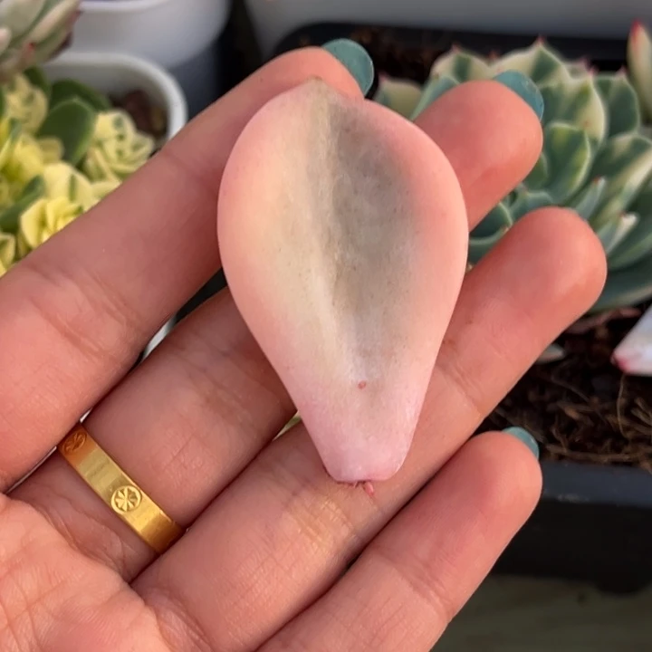 ?**?奶茶锦锦叶片一颗价格