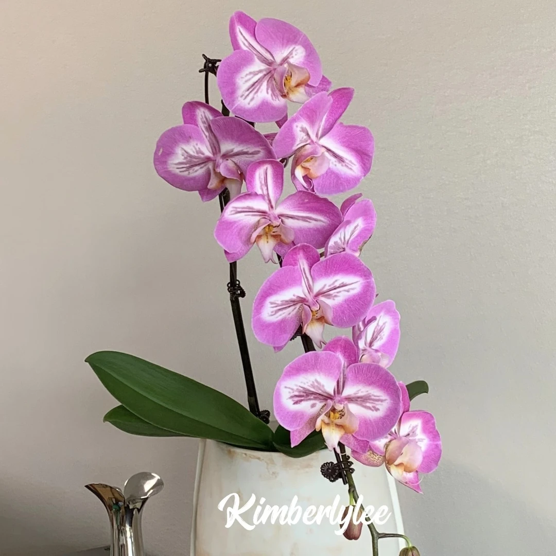 【布隆迪】蝴蝶兰 抽梗苗 3.5寸杯