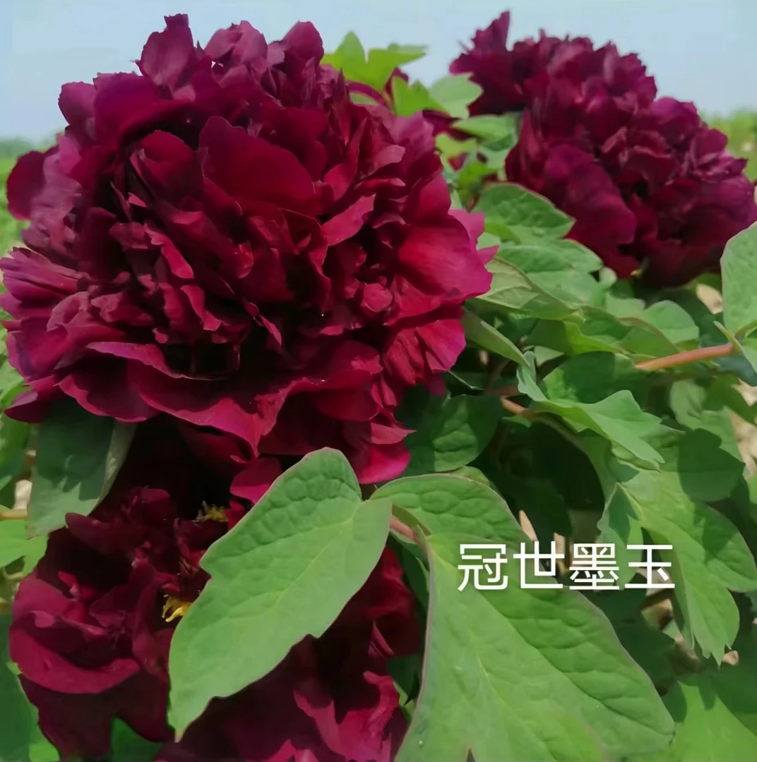 真牡丹【冠世墨玉】黑色系牡丹 名品 大苗  成活高 盆栽地栽好养