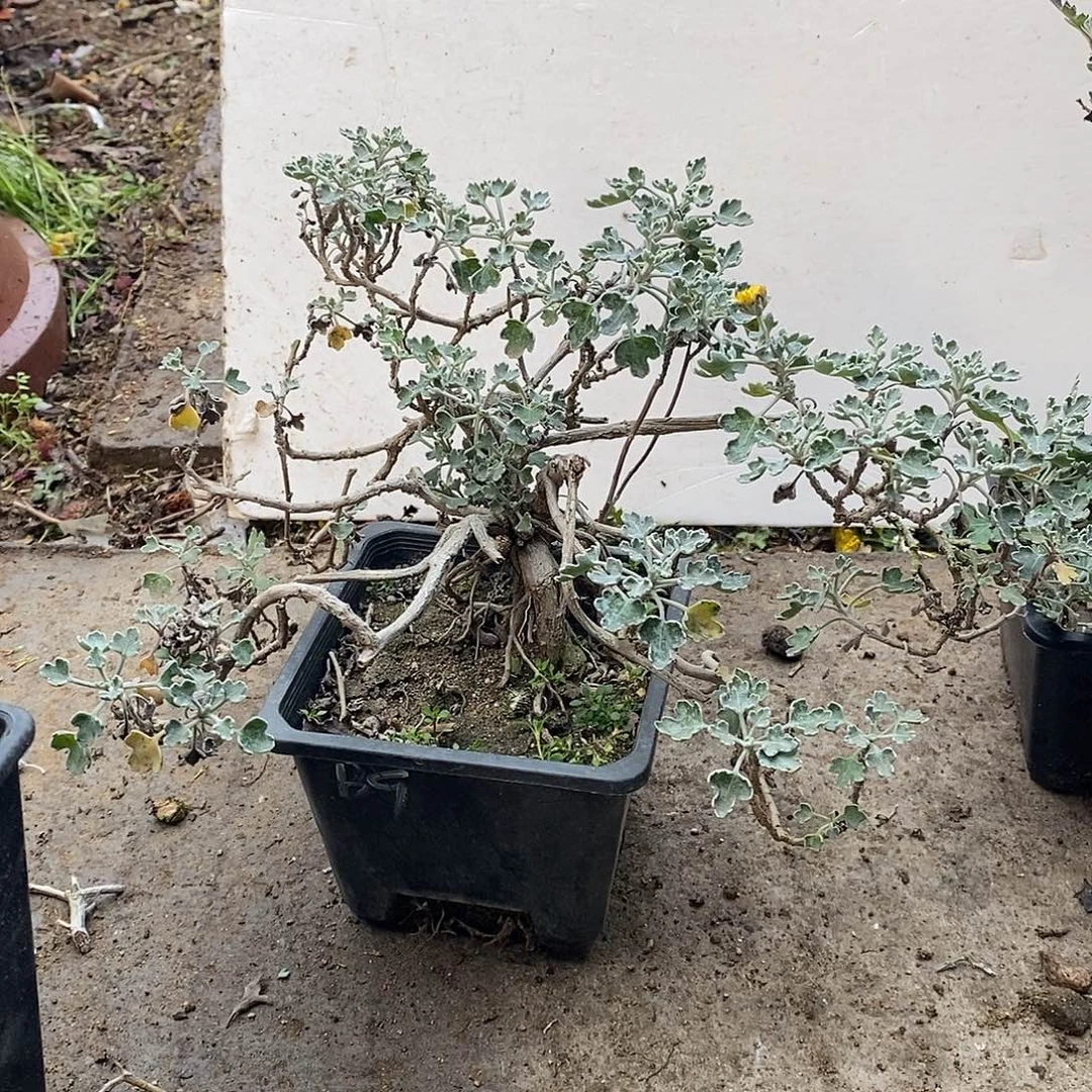 晩***4完全开放盆景菊花