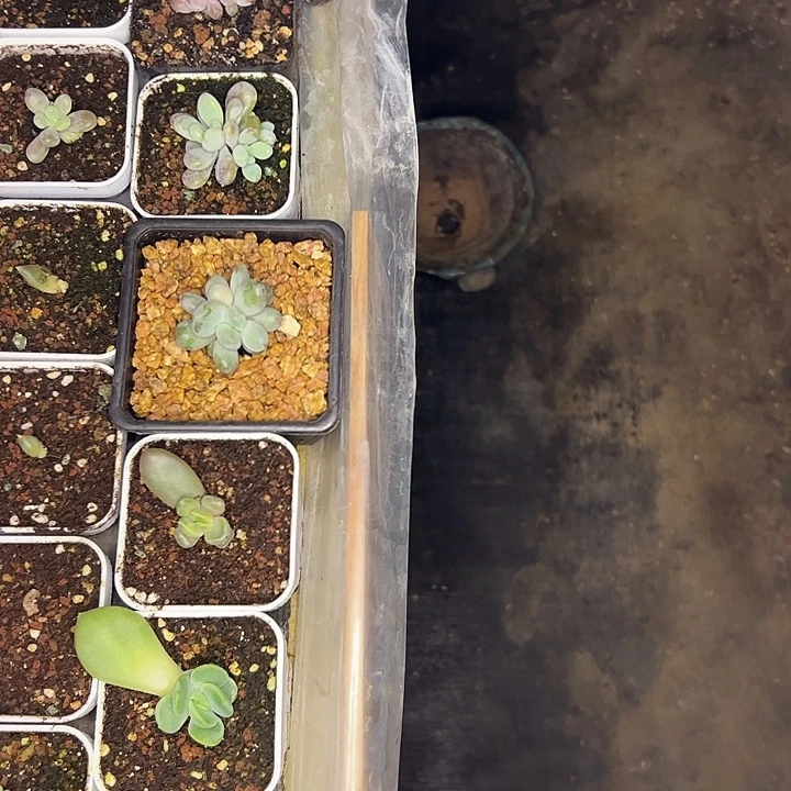 小****叶插套餐组合1111111