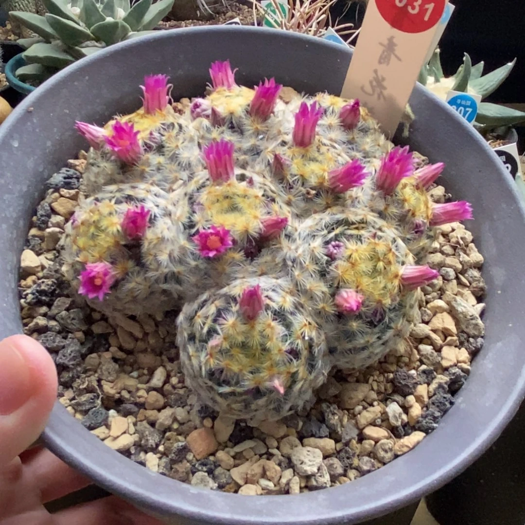 佛头明星10cm一棵仙人球