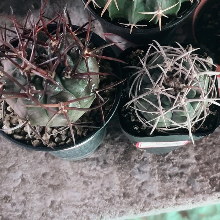 爆***巫摩天龙➕碧岩玉一物一拍