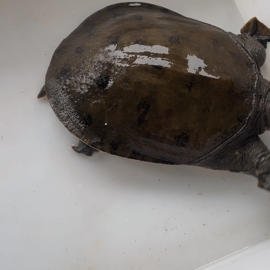 中国大陆12335678