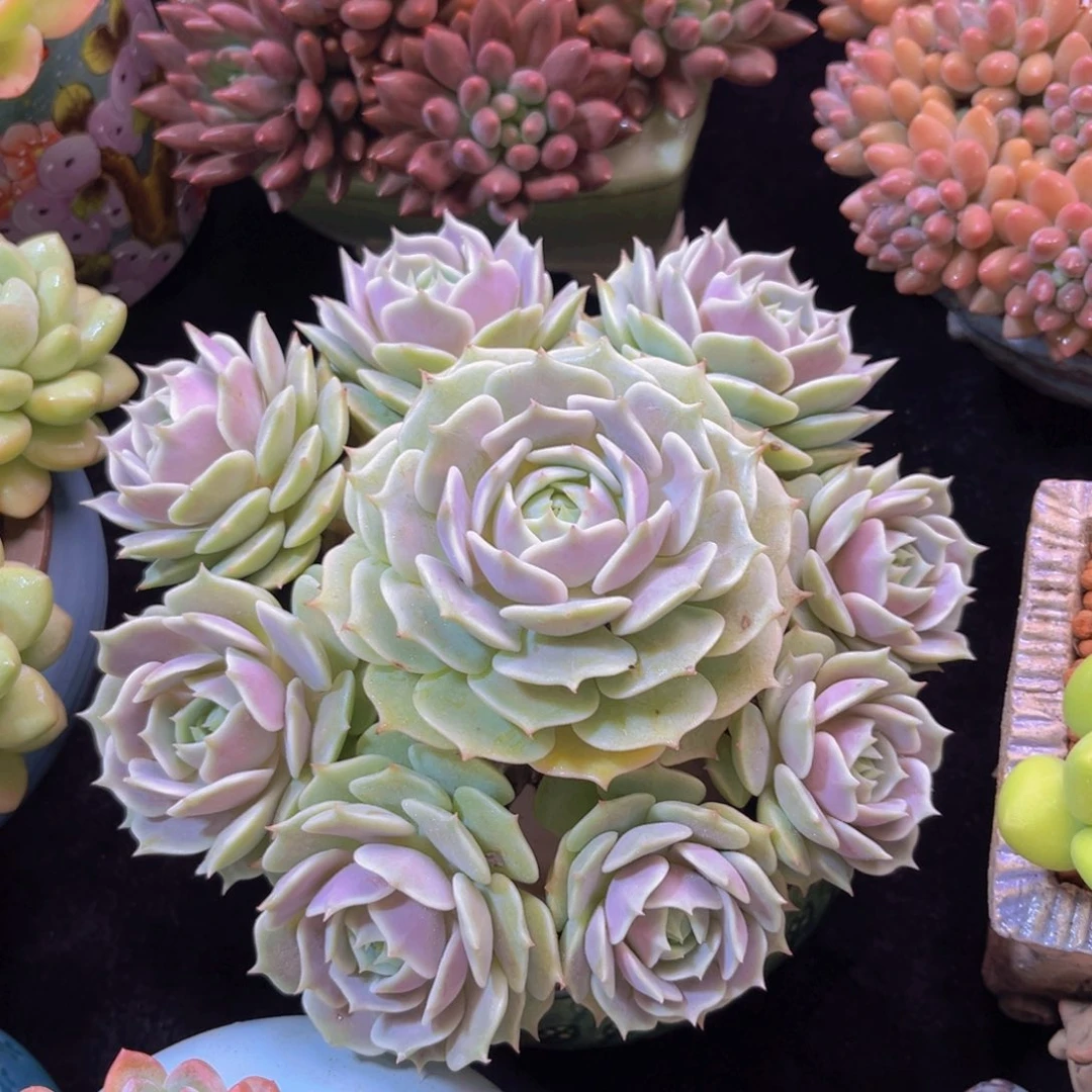 完全开放多肉植物露娜莲