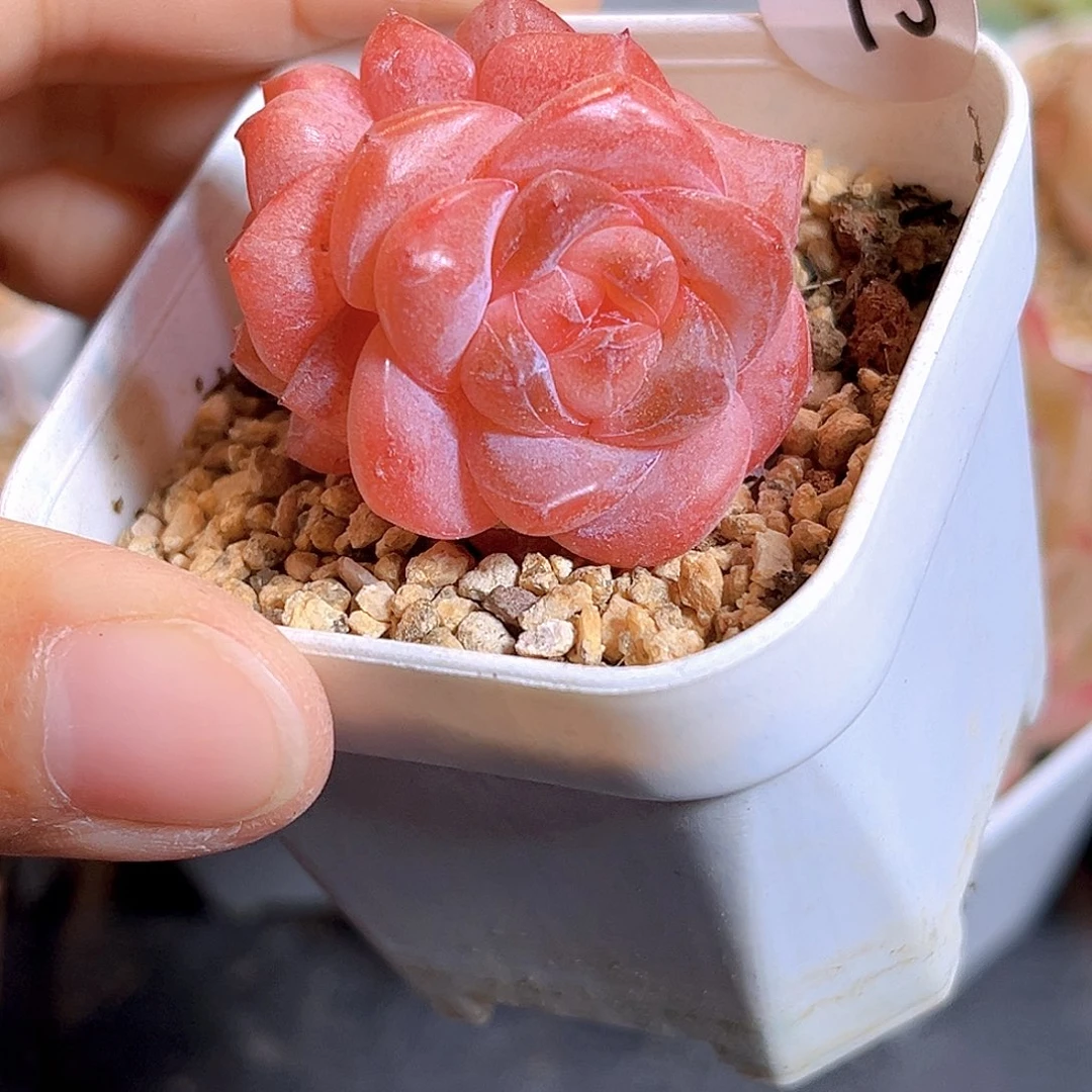 73 新品珍妮 满18包邮