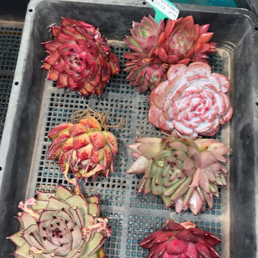 多肉一物一拍0112.214