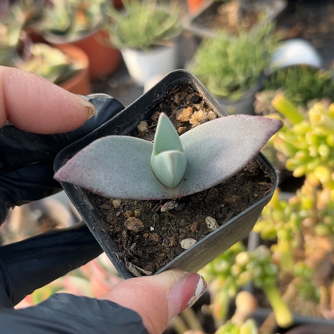 翔凤单头多肉植物