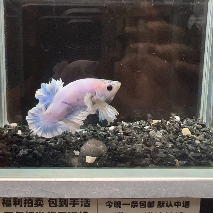 斗鱼竞拍跑单4日8