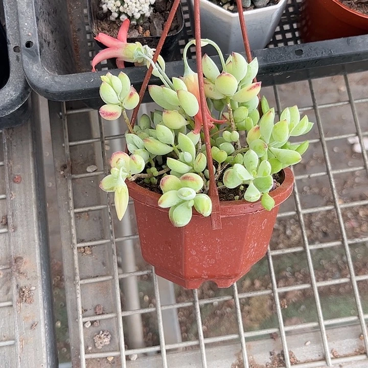 当前无花朵，栽培后可花朵三****聊