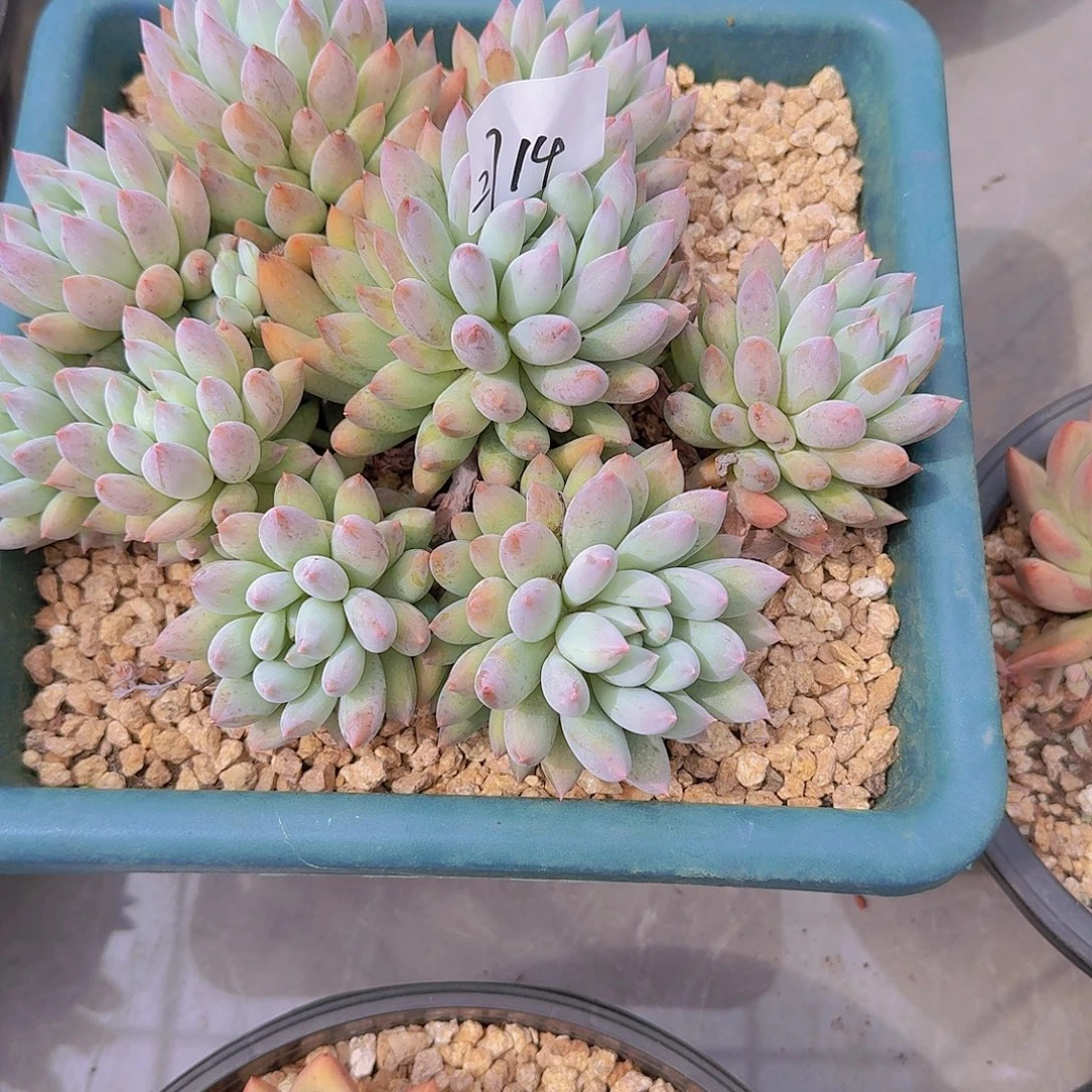 小***～2714所罗门多肉植物