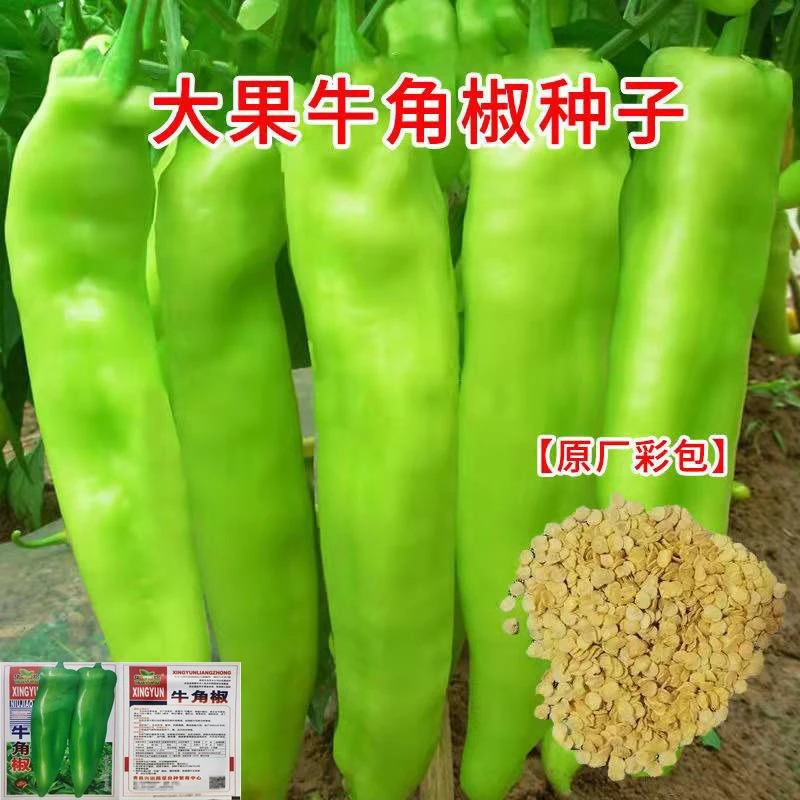 【牛角椒种子】辣椒菜籽辣味浓厚春秋播种盆栽菜园阳台蔬菜