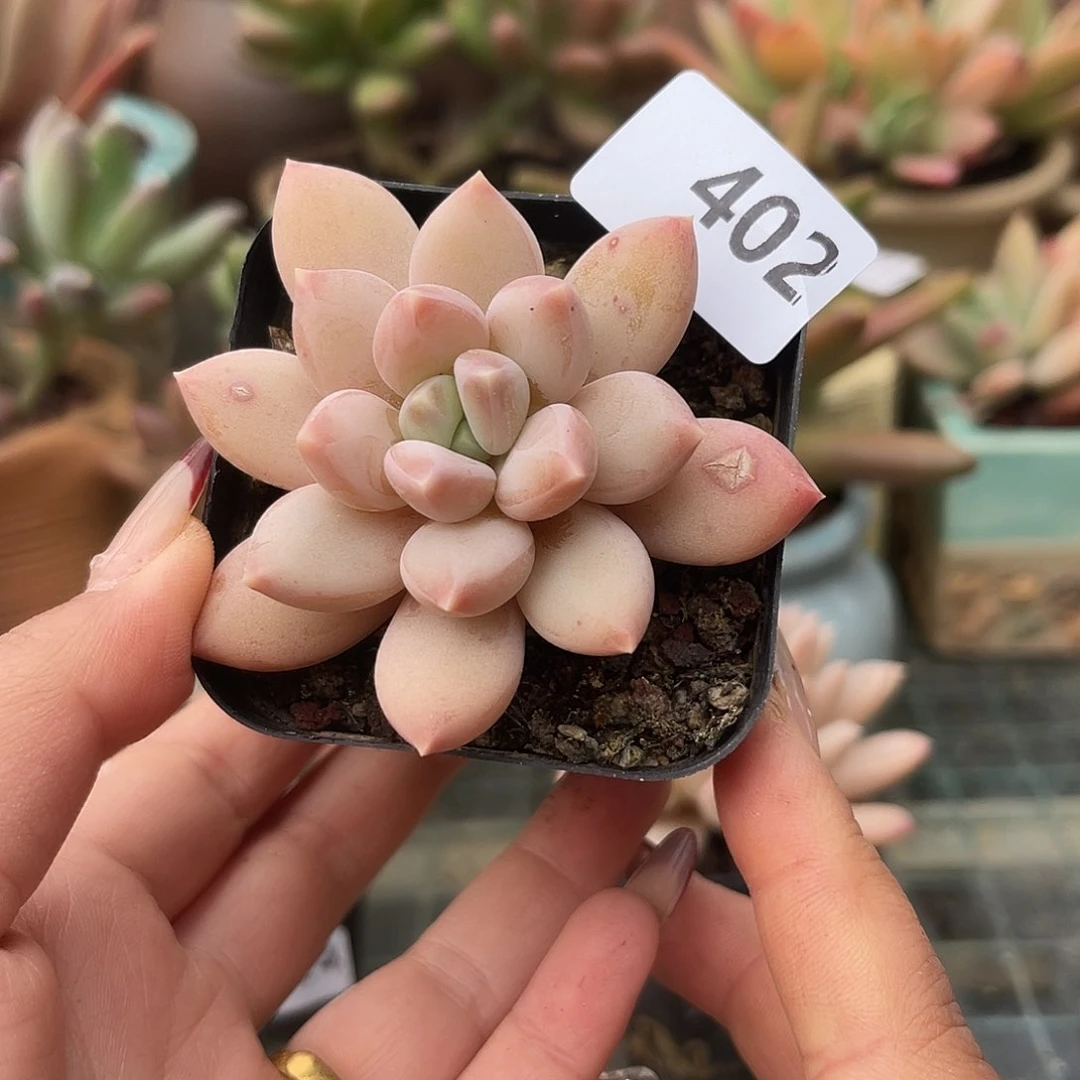 厚叶草。  402。 111111