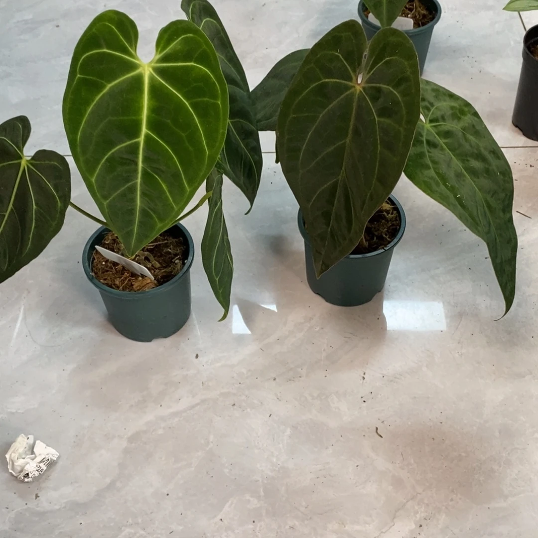 不开花植物1000帝王籽播+Papi杂