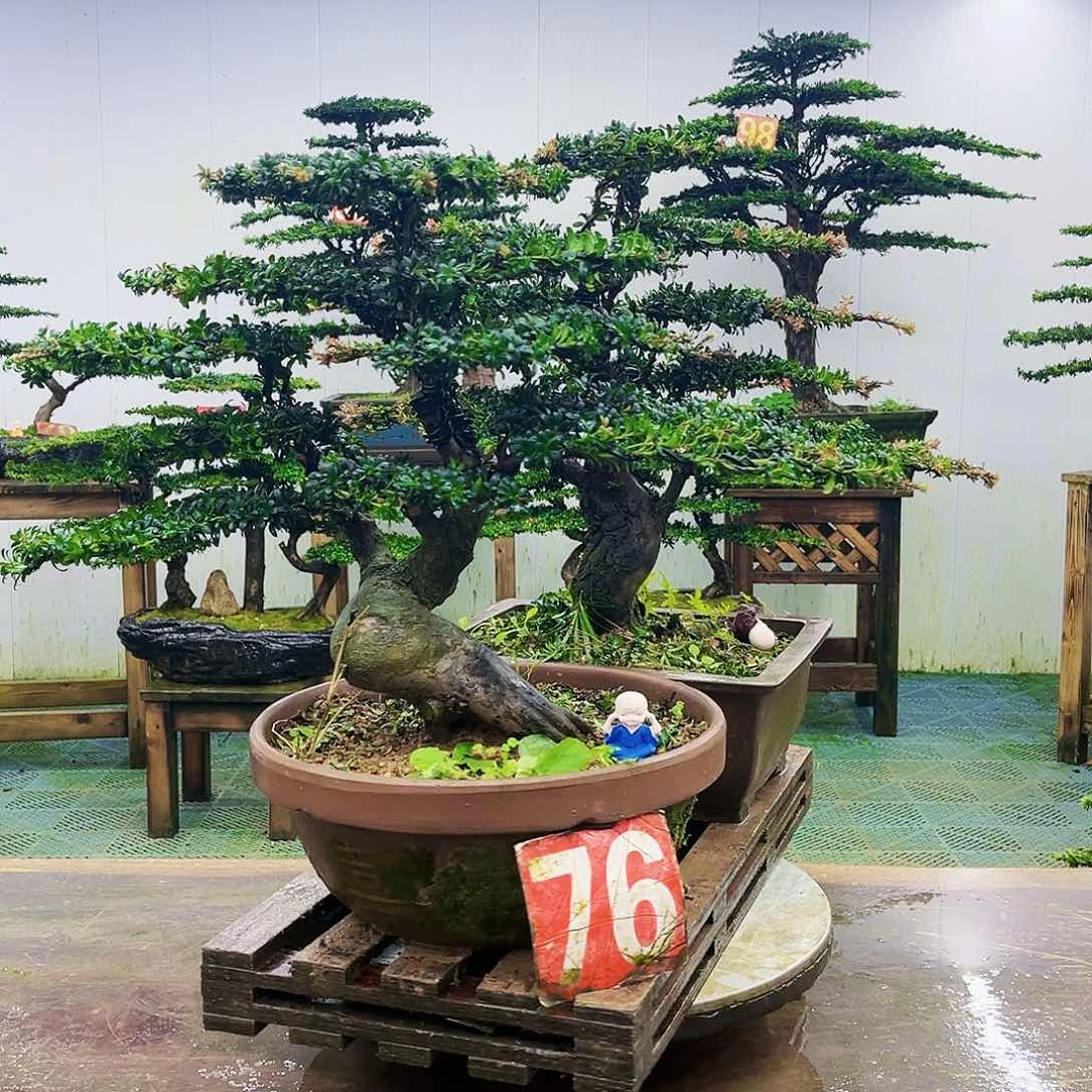 完全开放罗汉松盆景艺术