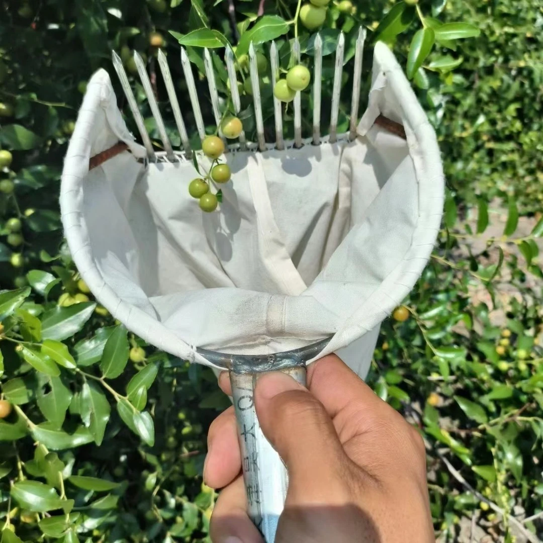 摘柏果摘酸枣摘油茶果神器省时省力大枣小枣山枣柏籽