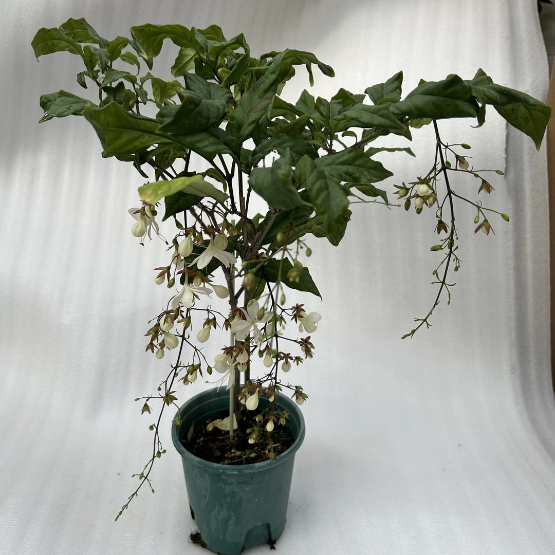 垂丝茉莉室内观赏花卉高端盆栽