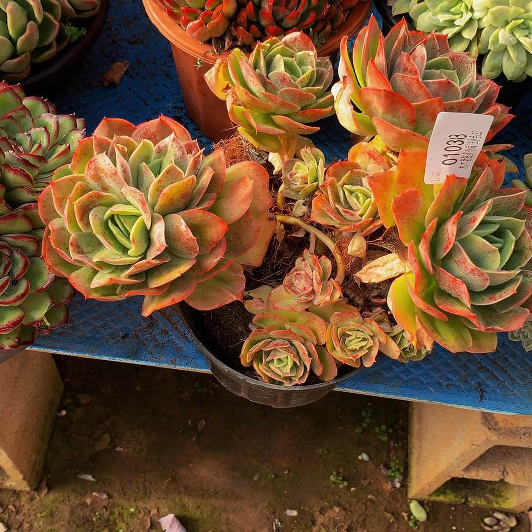 晓***岸   桃花坞多肉01038