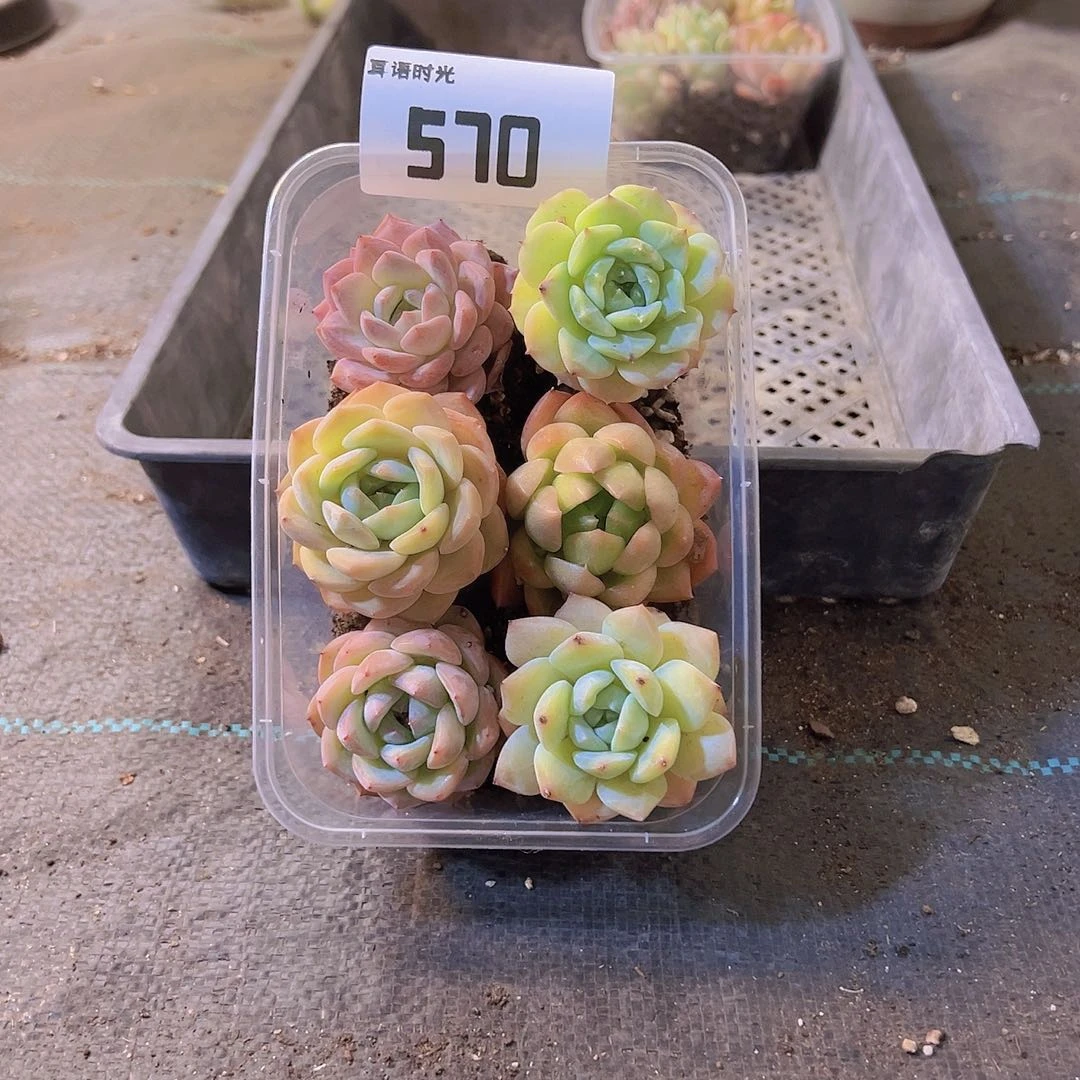 570.拼盘，多肉植物