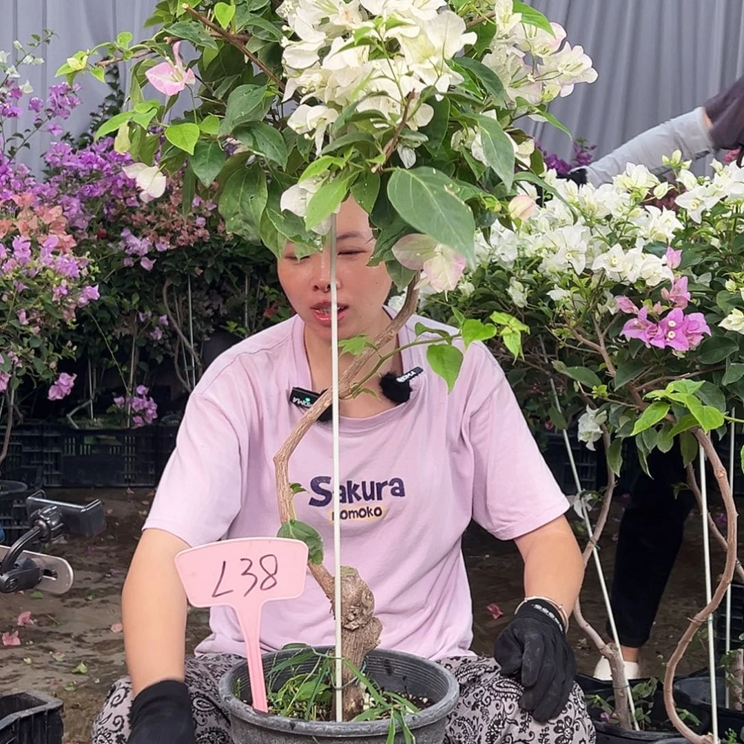 我***人大部分花苞少量开放L38口红