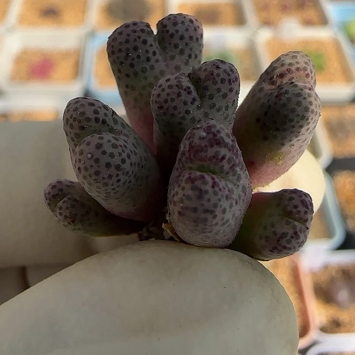 428园艺优选红斑马955