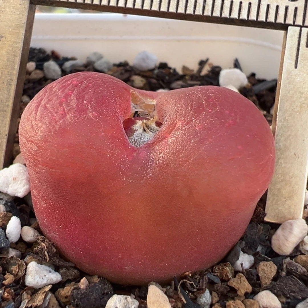 特红水蜜桃多肉植物