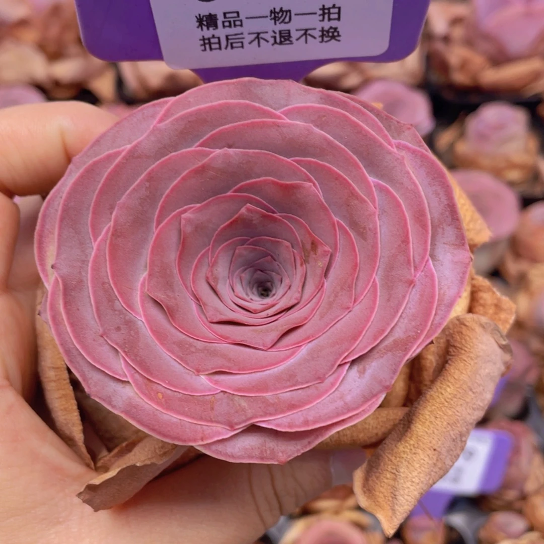 山地玫瑰J854满38包邮裸根发货
