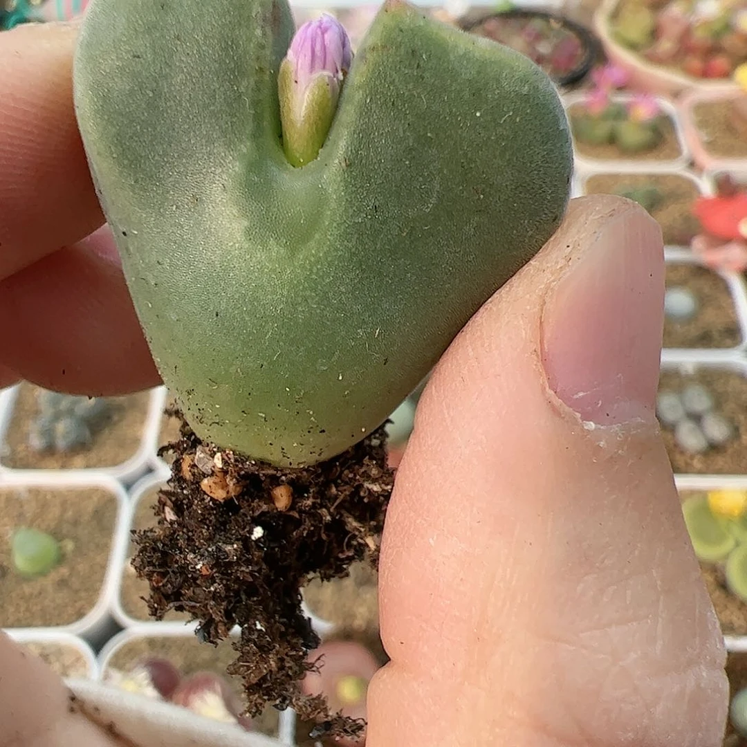 【闪购商品】241 秒