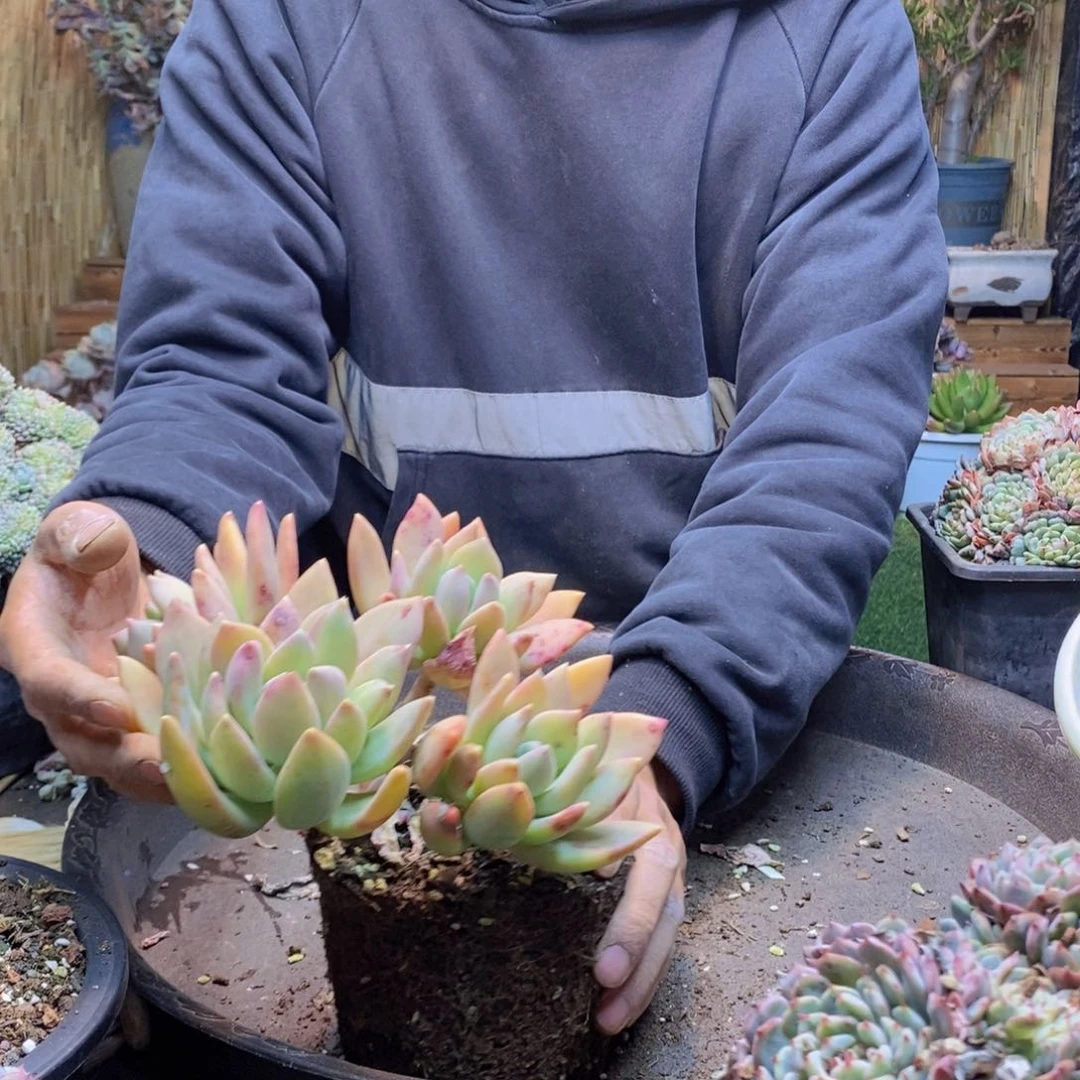 喀****社A94号芒果美人杂多肉