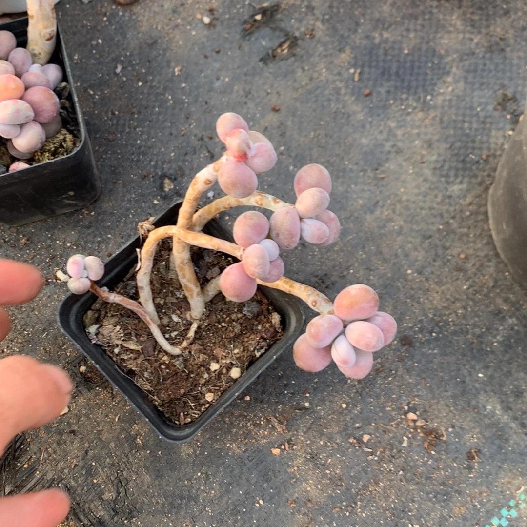 ゜***゜桃蛋老桩不带盆56号