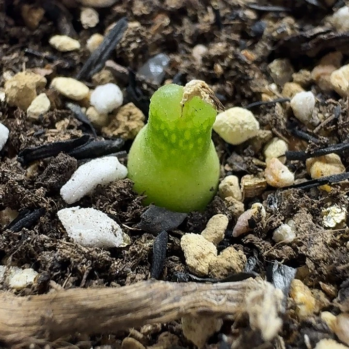 老马生石花小葫芦2238