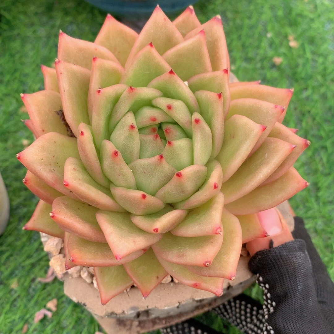 冬云11 公分一物一拍