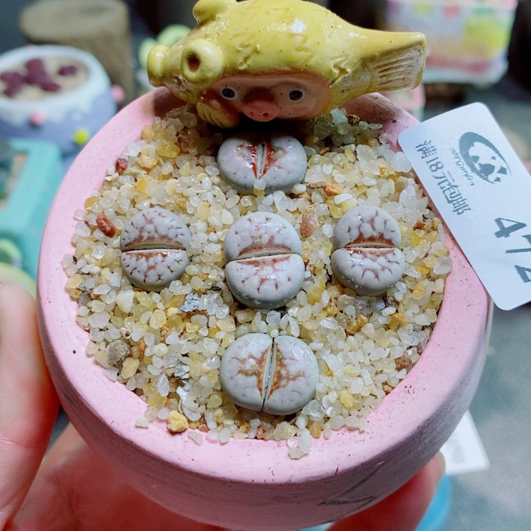 P***0生石花花花花花花472