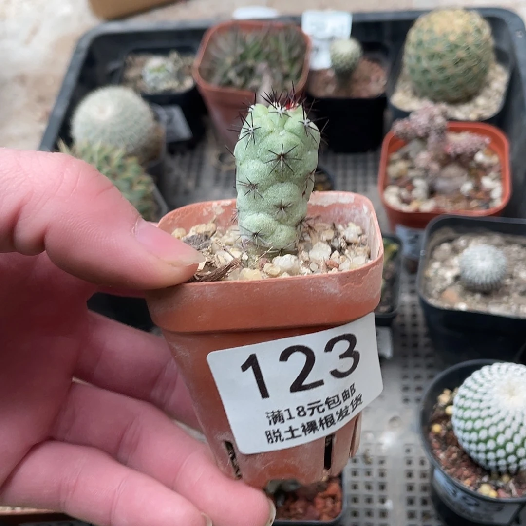 123帝王丸（满18包邮）