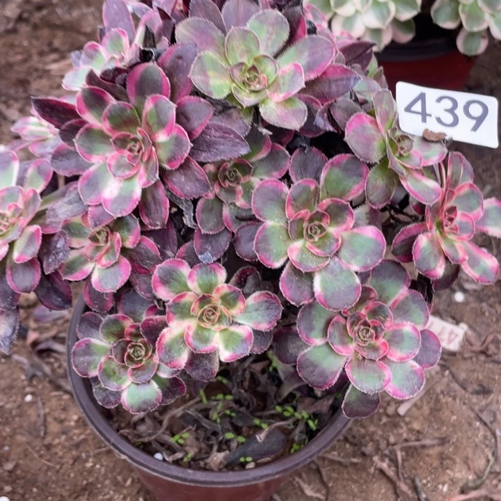 全部花朵439多肉植物丽娜