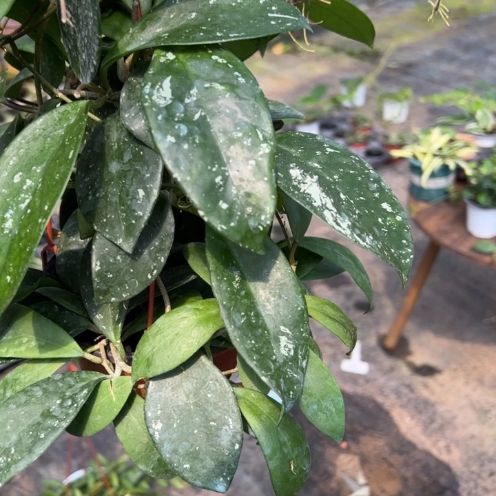 水***雪无花朵雀斑红棉双拼