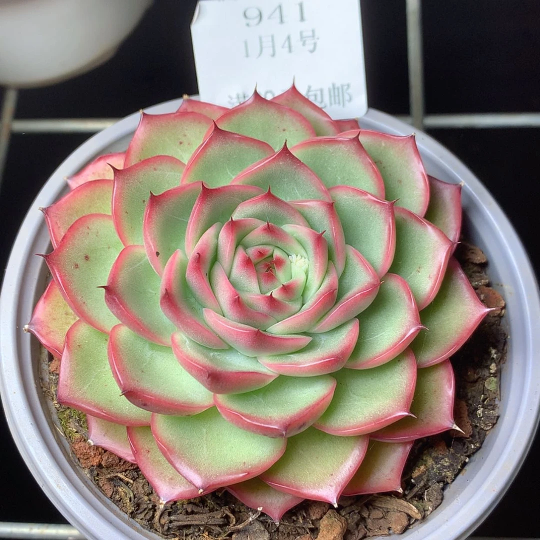 【闪购商品】云941号八厘米